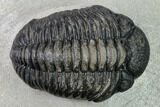 Pedinopariops Trilobite - Mrakib, Morocco #154369-2